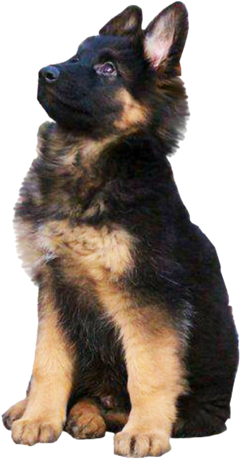 Alert German Shepherd Puppy PNG Image