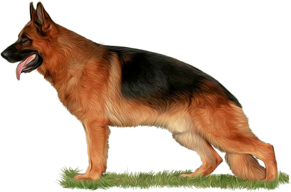 Alert German Shepherd Standing PNG Image