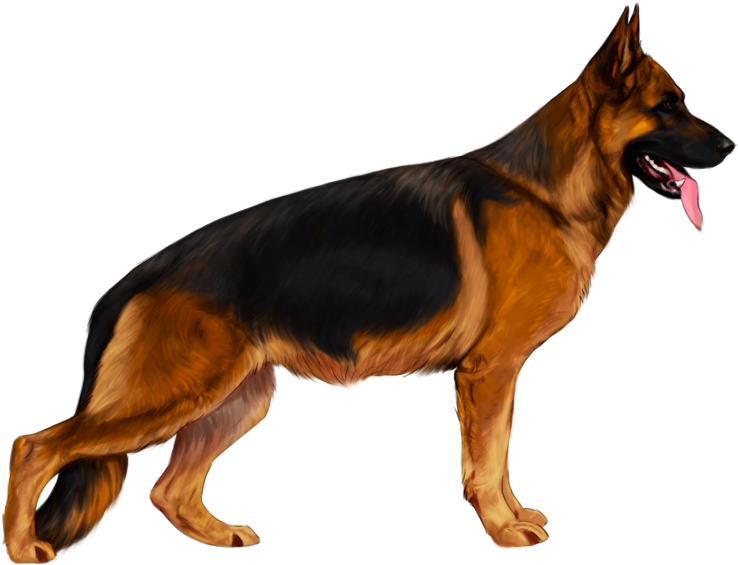 Alert German Shepherd Standing PNG Image