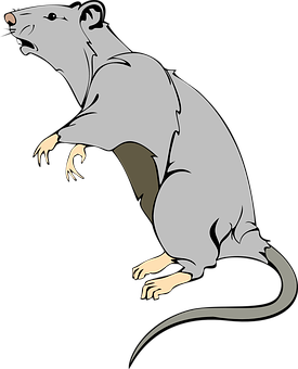 Alert Grey Rat Illustration PNG Image