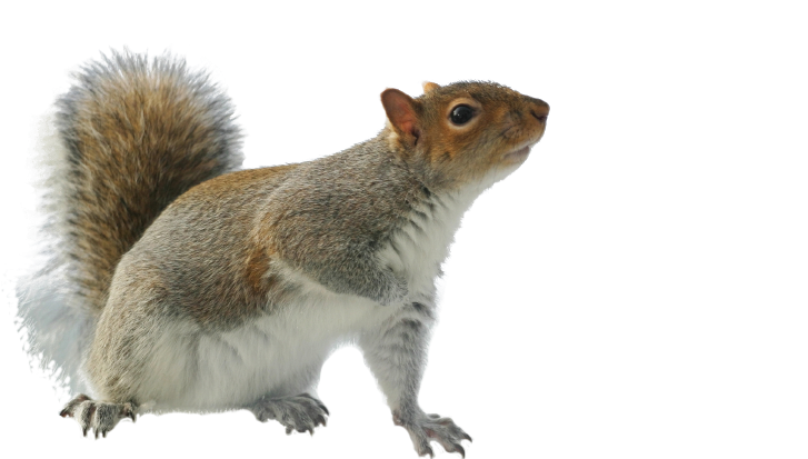 Alert Grey Squirrel Profile PNG Image