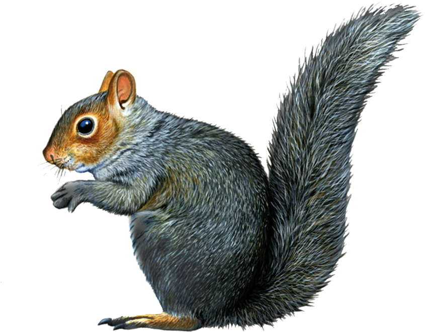 Alert Grey Squirrel PNG Image