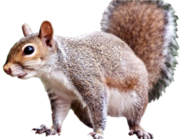 Alert Grey Squirrel PNG Image