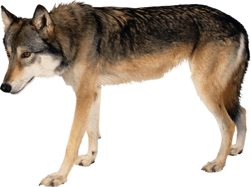 Alert Grey Wolf Standing PNG Image