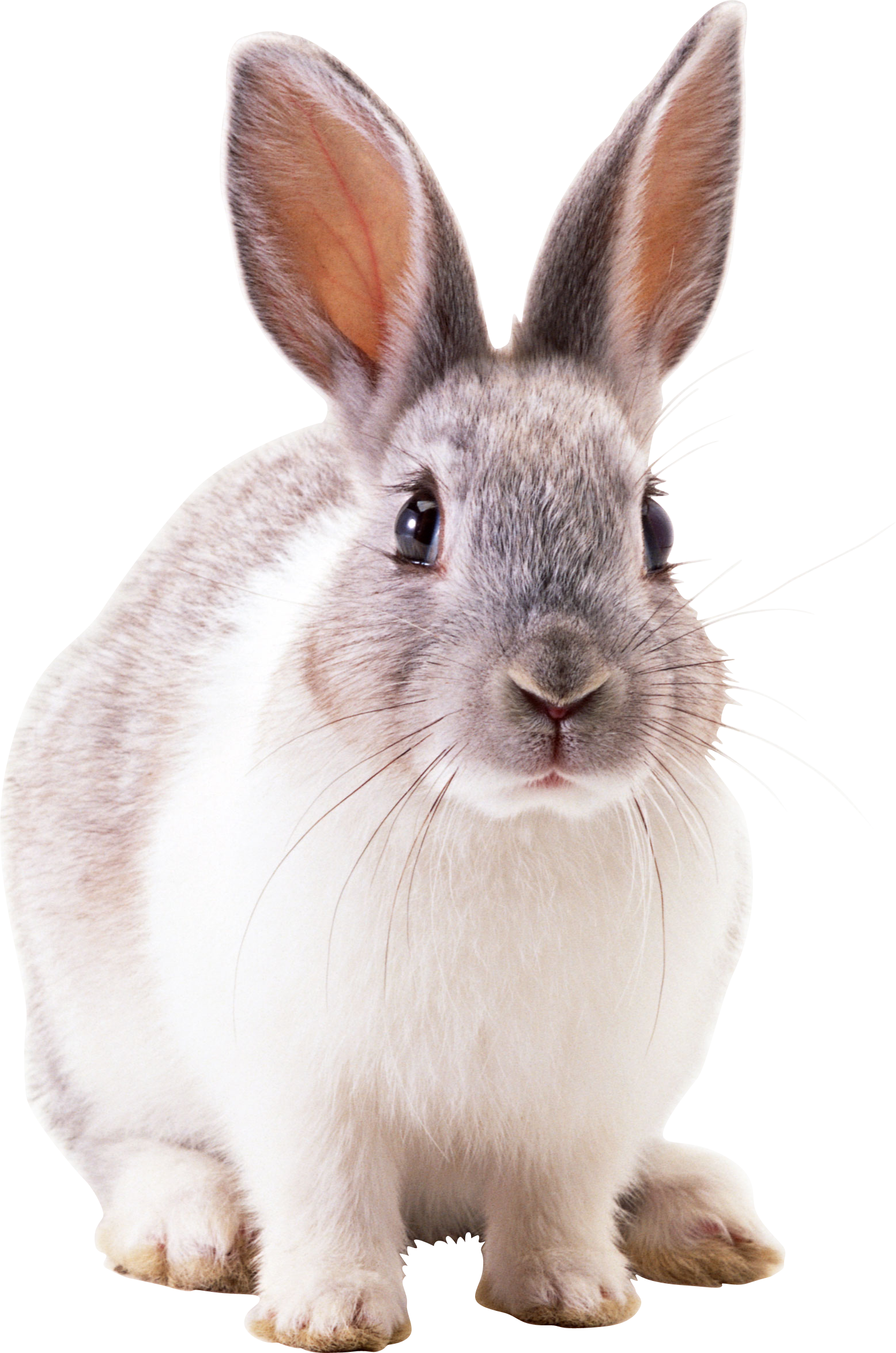 Alert Greyand White Rabbit PNG Image