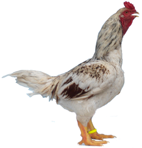 Alert Hen Standing Profile PNG Image