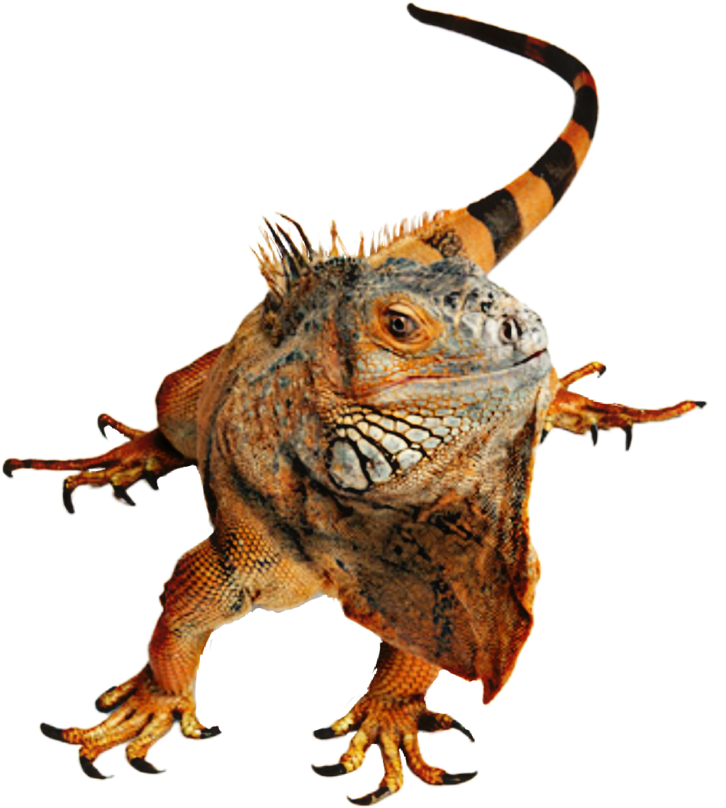 Alert Iguanaonthe Move PNG Image