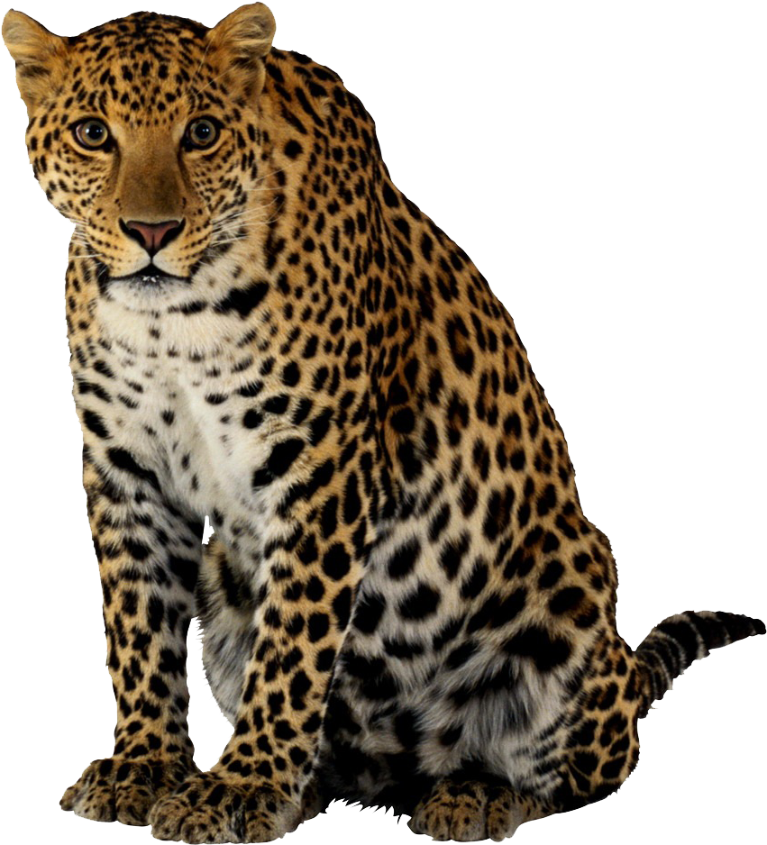 Alert Leopard Sitting Portrait PNG Image