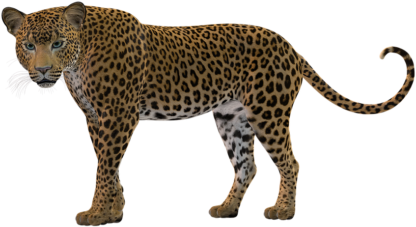 Alert Leopard Standing Transparent Background PNG Image