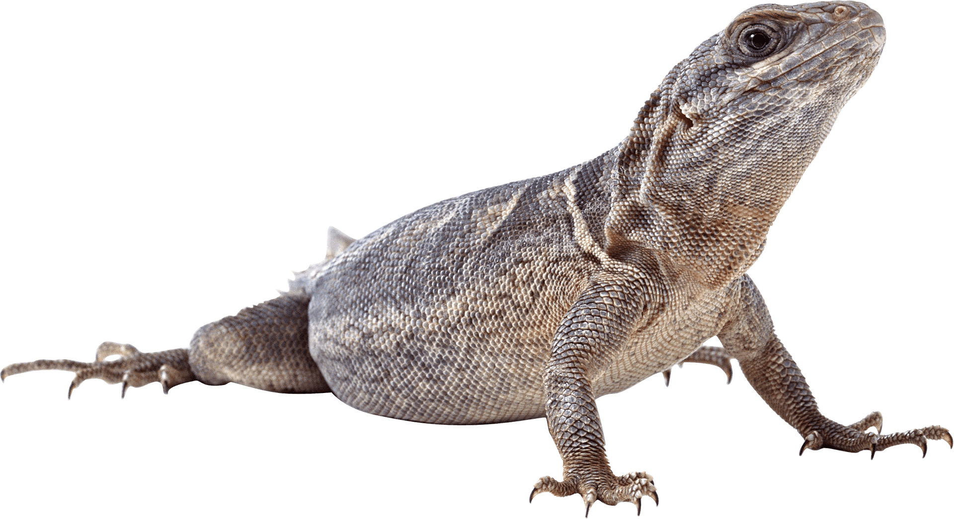 Alert Lizard Profile PNG Image