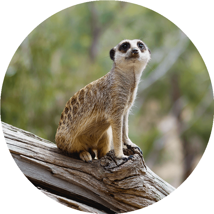 Alert Meerkat On Lookout.jpg PNG Image