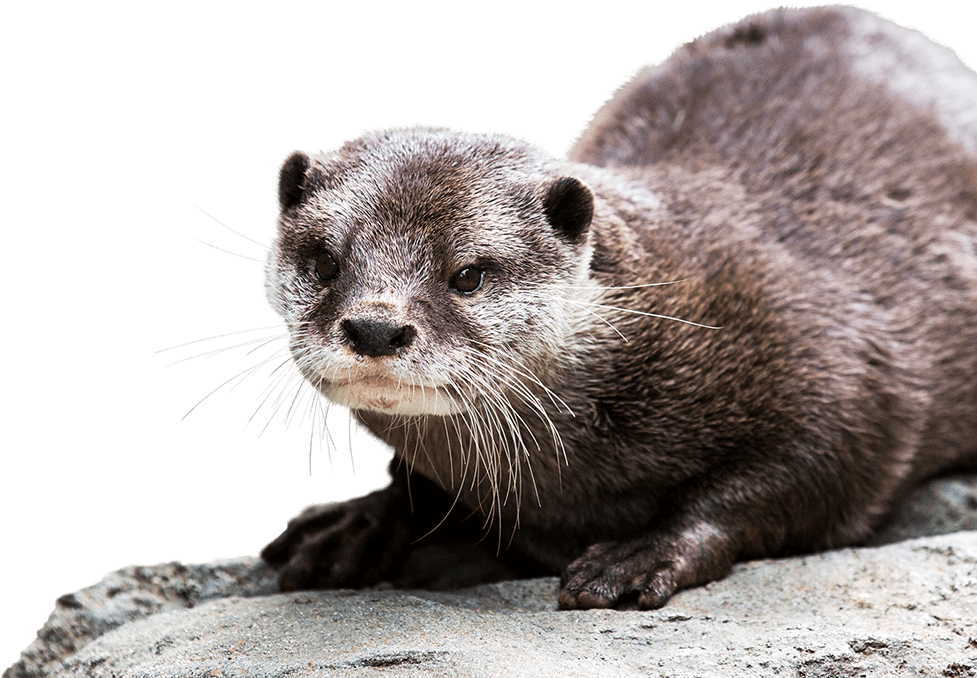 Alert Otteron Rock PNG Image