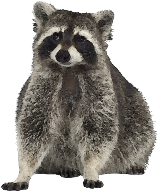 Alert Raccoon Portrait PNG Image