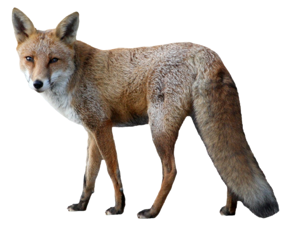 Alert Red Fox Standing PNG Image