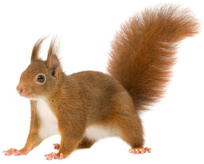 Alert Red Squirrel PNG Image