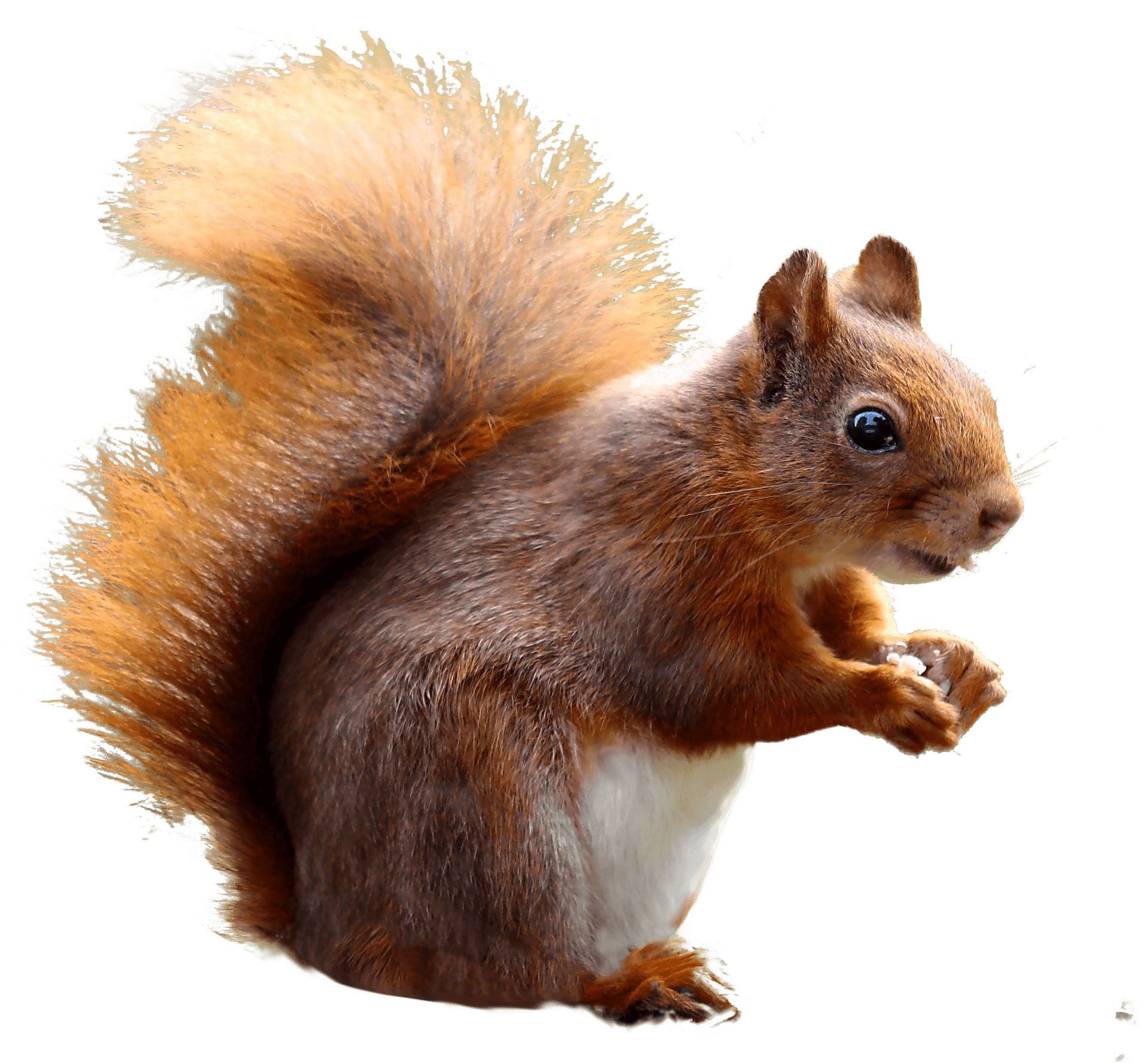 Alert Red Squirrel Profile PNG Image