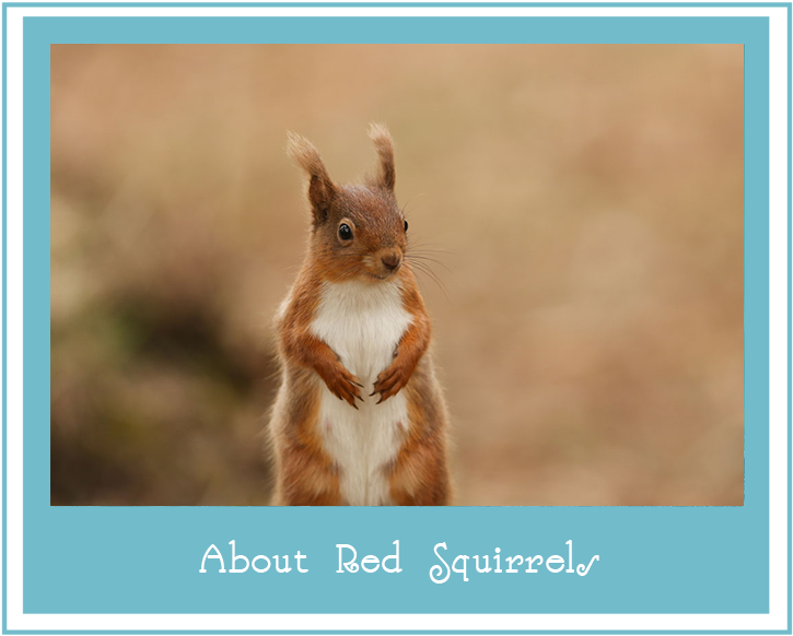 Alert Red Squirrel Standing PNG Image