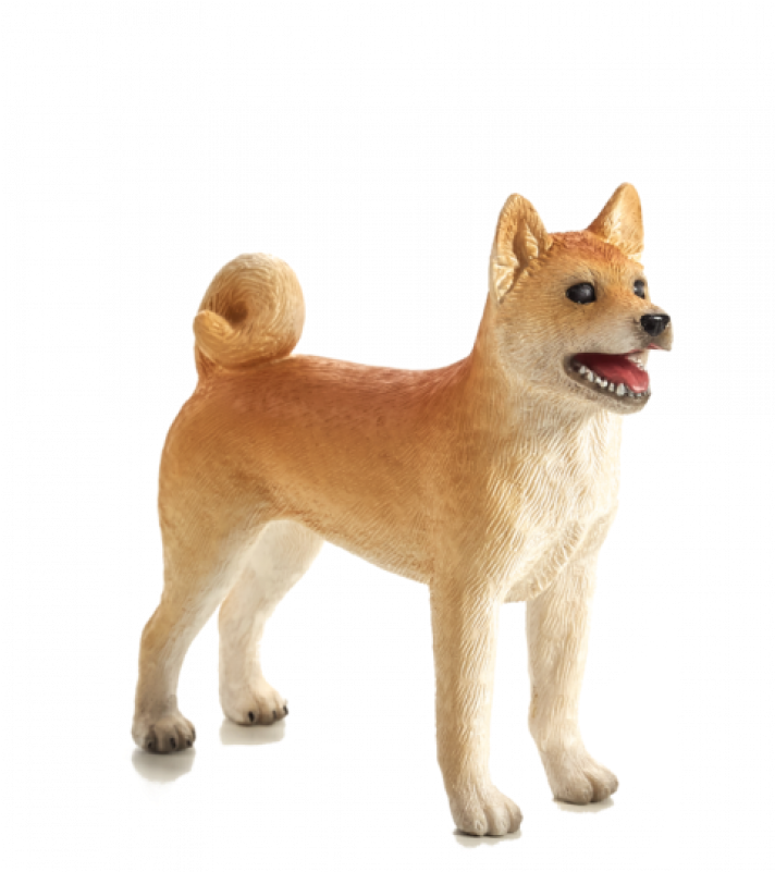 Alert Shiba Inu Standing PNG Image