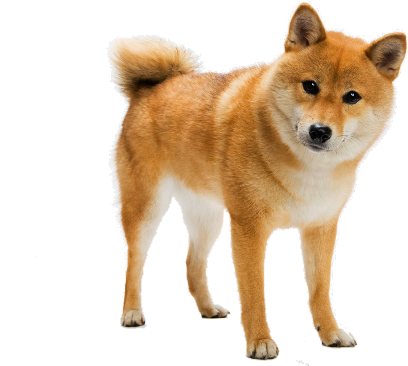 Alert Shiba Inu Standing PNG Image