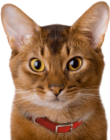 Alert Siamese Cat Portrait PNG Image