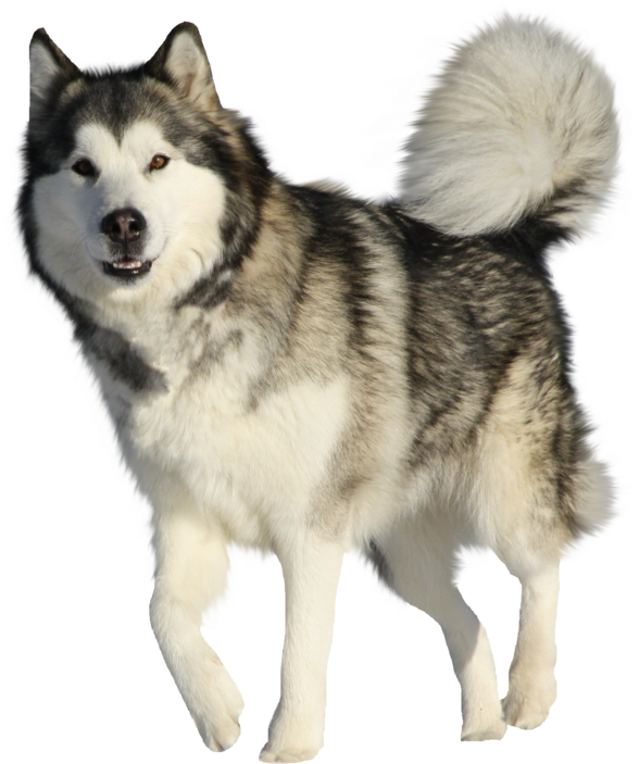 Alert Siberian Husky Standing PNG Image