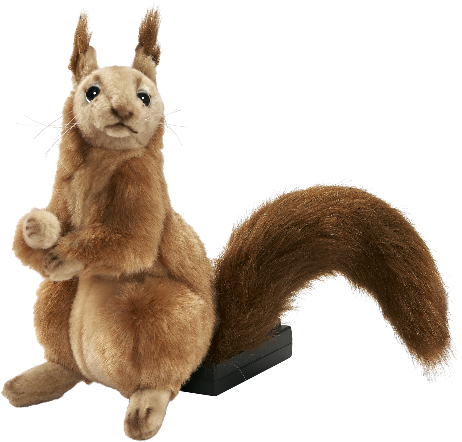 Alert Squirrel Pose PNG Image