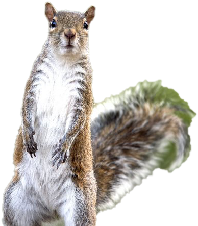 Alert Squirrel Standing PNG Image