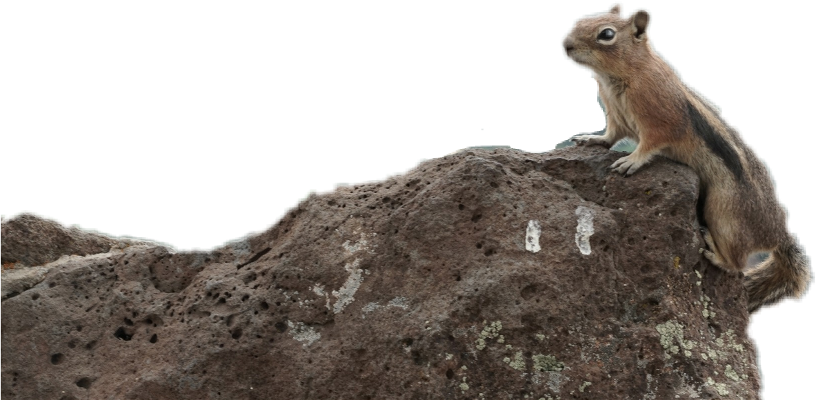 Alert Squirrelon Rock PNG Image