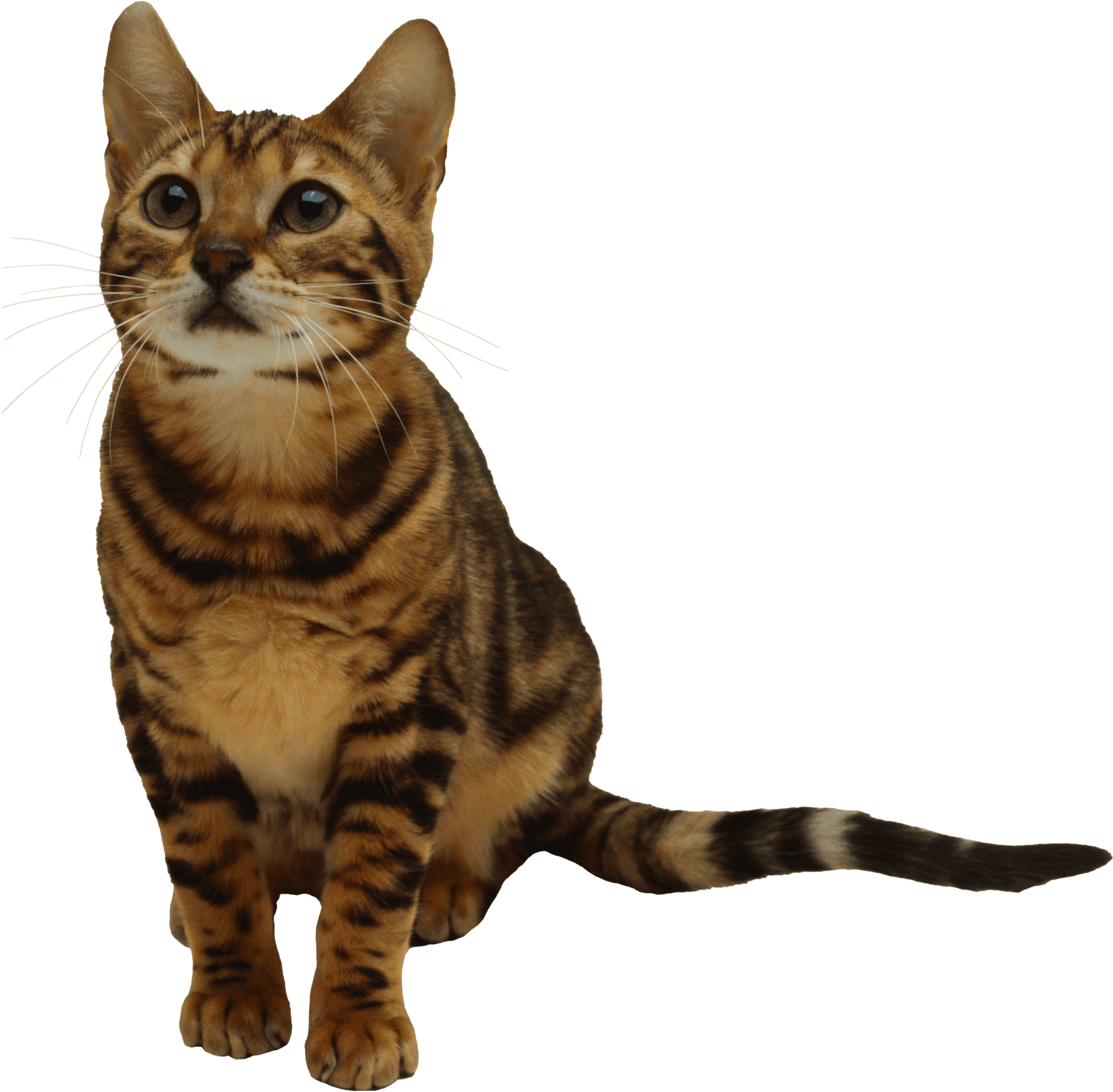 Alert Tabby Kitten Portrait PNG Image