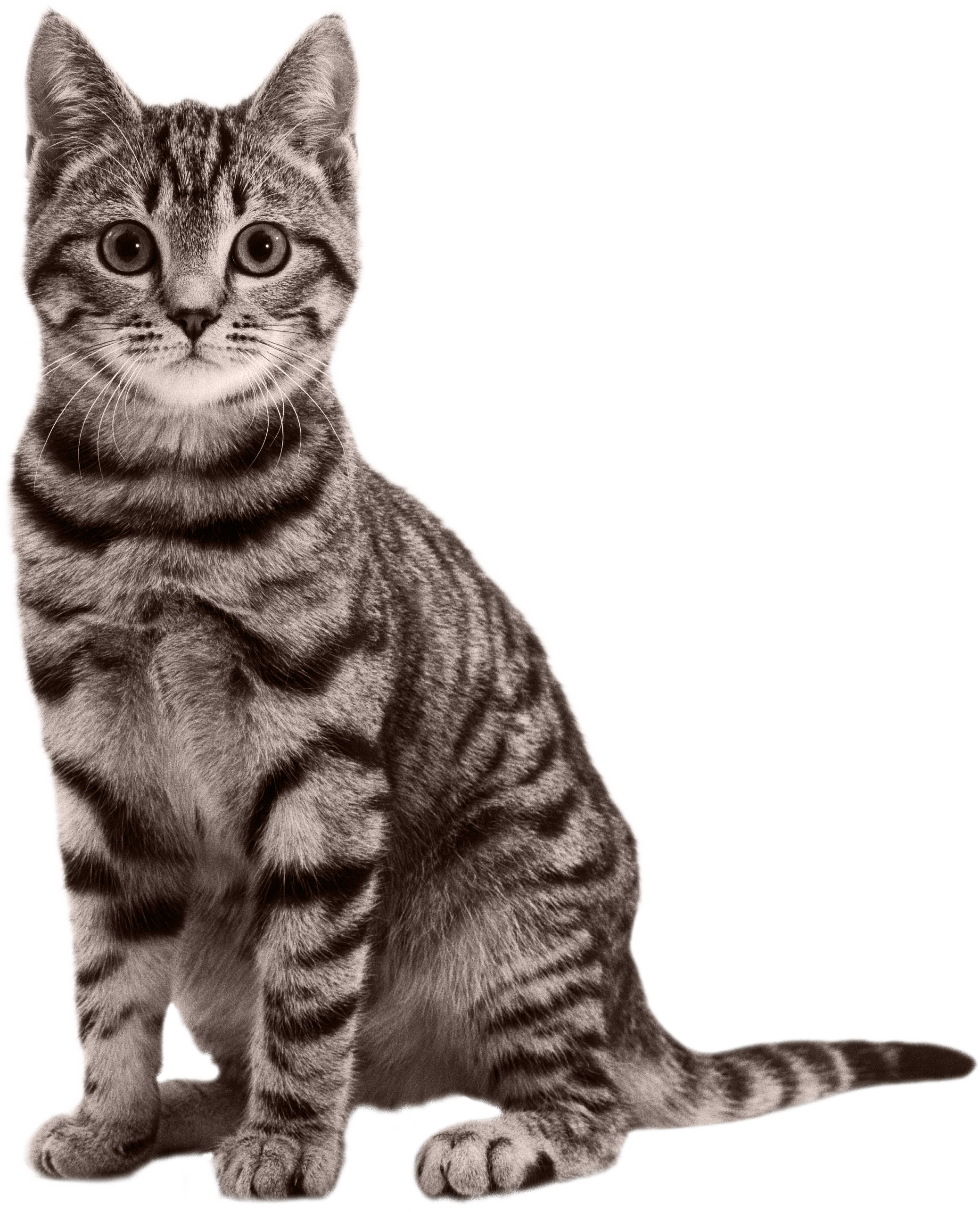 Alert Tabby Kitten Sitting PNG Image