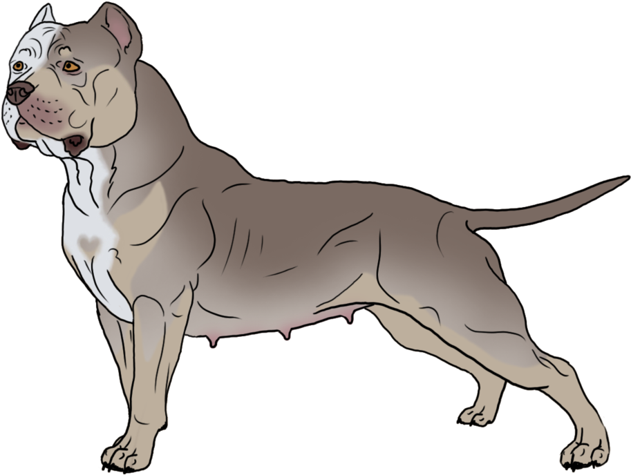 Alert Tan Pitbull Illustration PNG Image