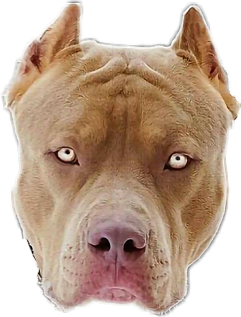 Alert Tan Pitbull Portrait PNG Image