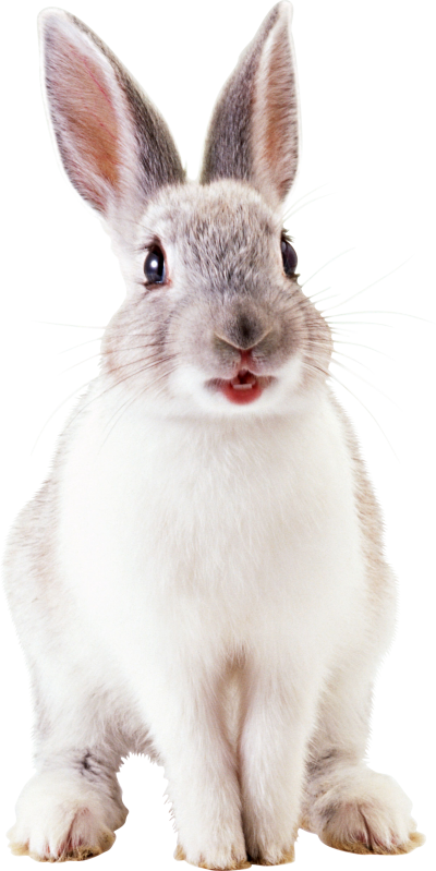 Alert White Rabbit Portrait PNG Image