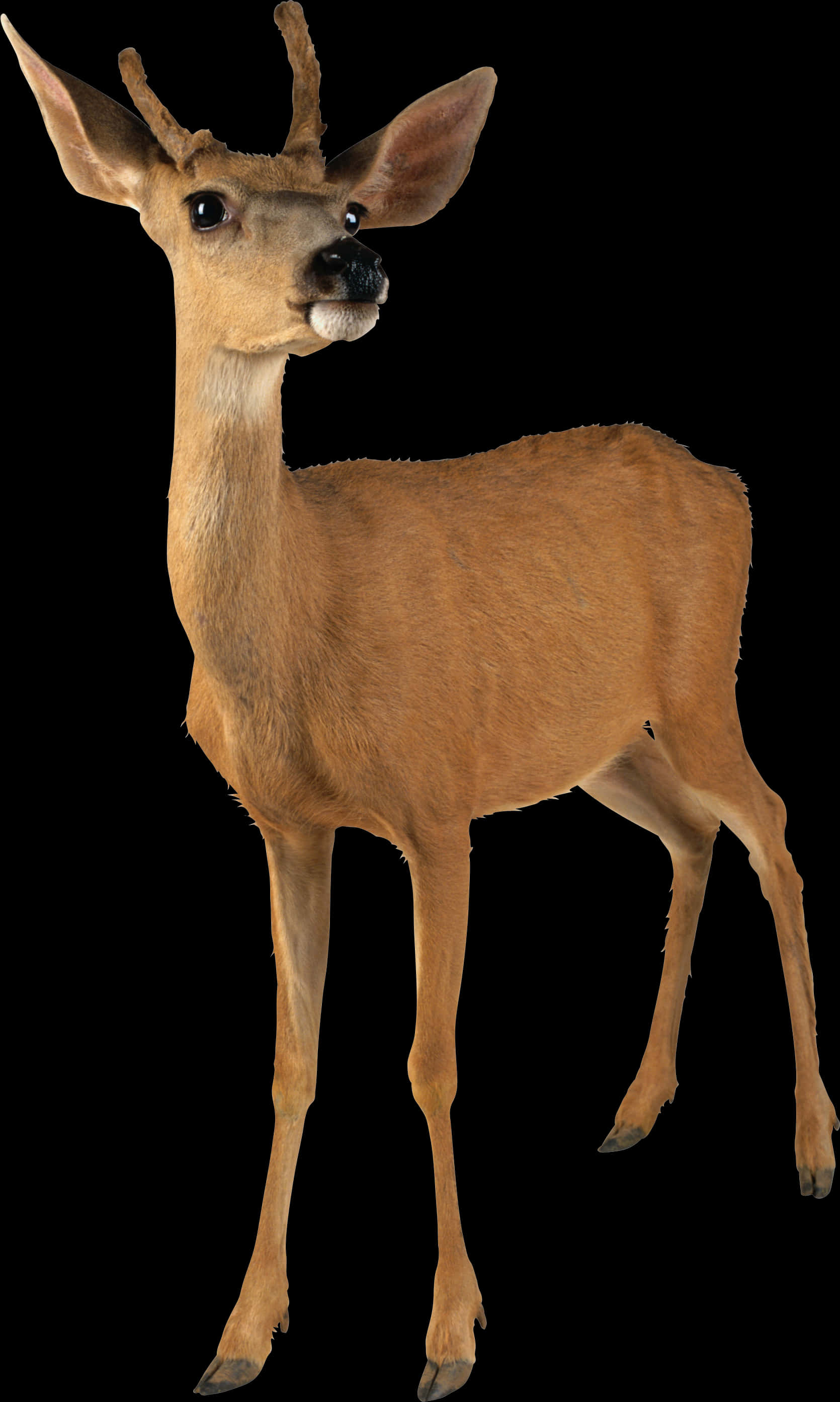 Alert Young Deer Black Background PNG Image