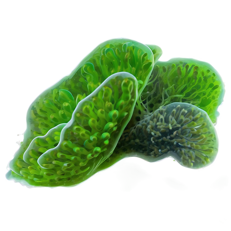 Algae In Aquarium Png Qud58 PNG Image