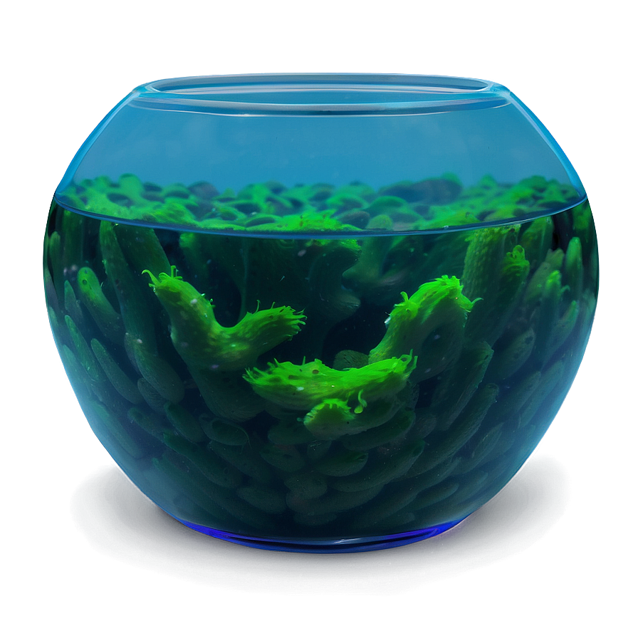 Algae In Fishbowl Png 34 PNG Image