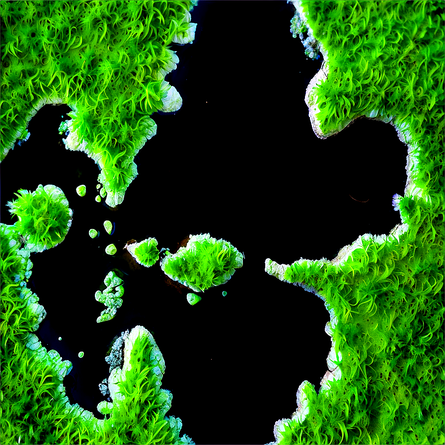 Algae In Nature Reserve Png Jot90 PNG Image