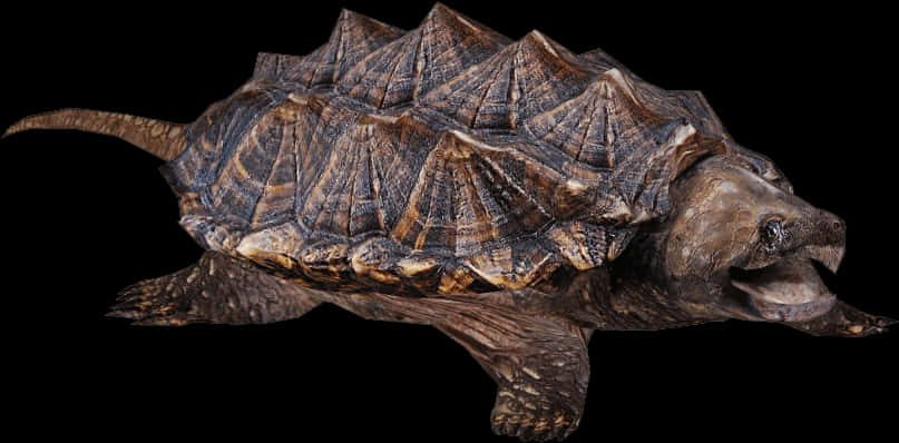 Alligator Snapping Turtle Profile PNG Image