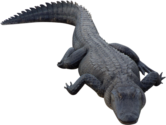 Alligator Top View Transparent Background PNG Image