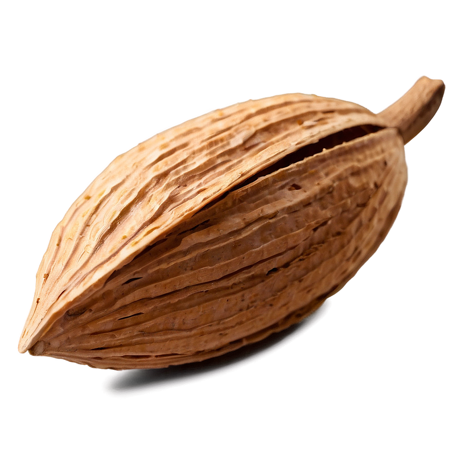 Almond In Shell Png 67 PNG Image