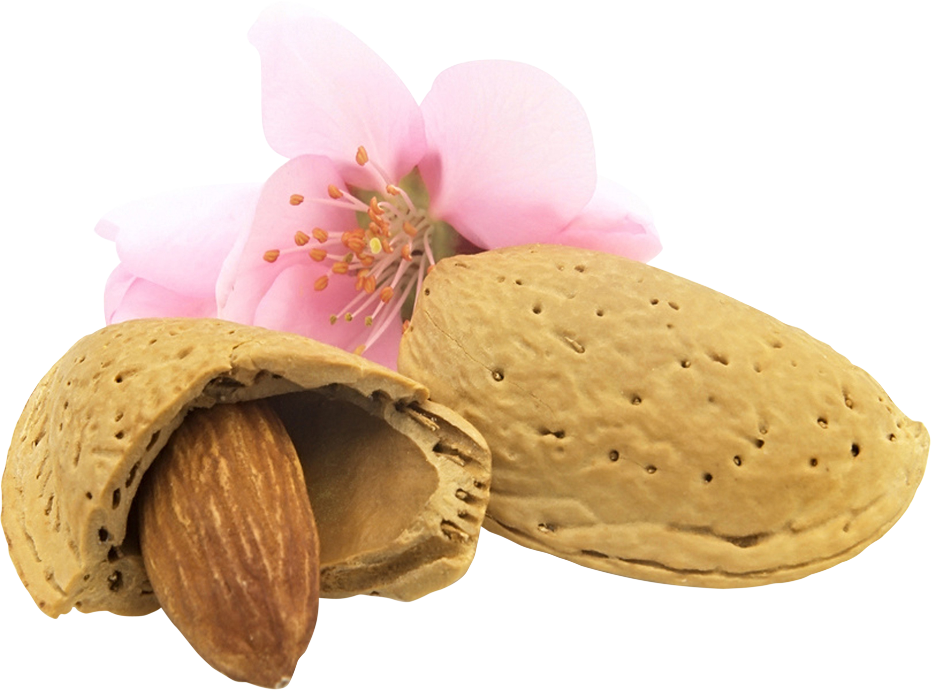 Almond Nutand Blossom PNG Image