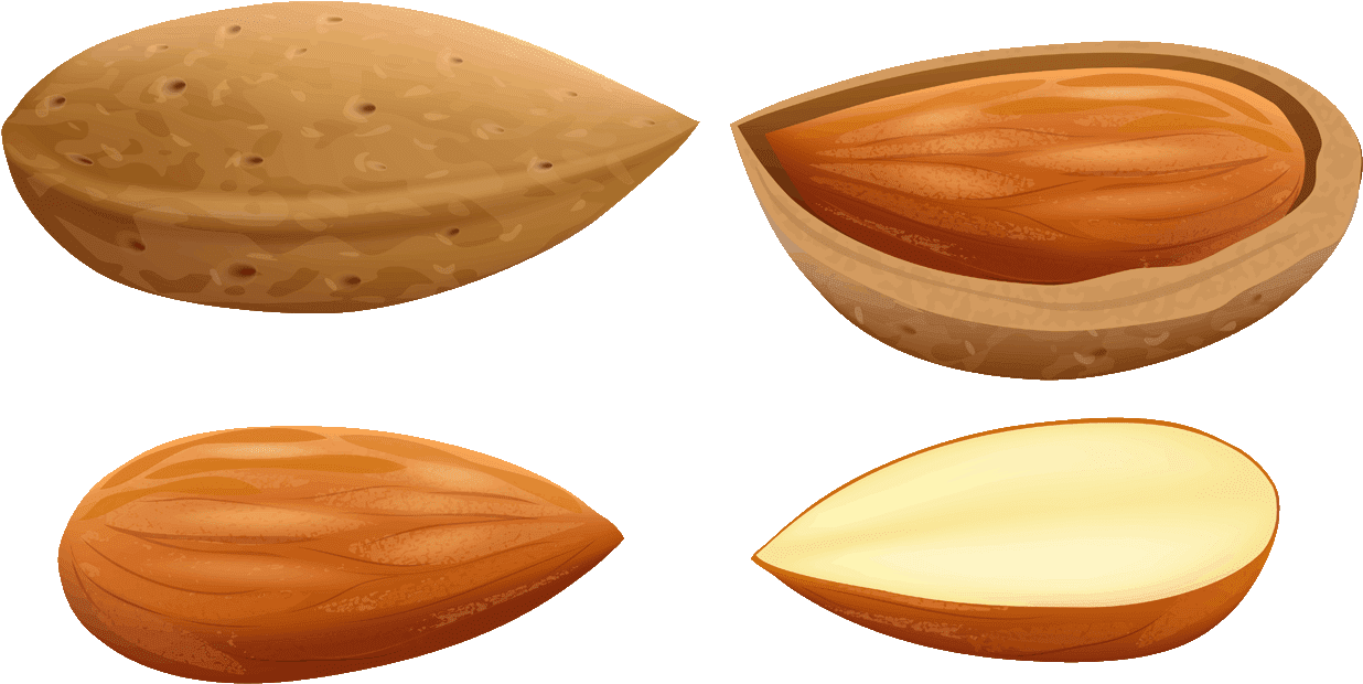 Almond Stages Illustration PNG Image