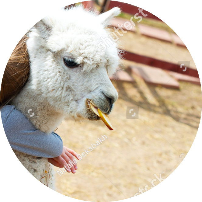 Alpaca Eating Treat PNG Image