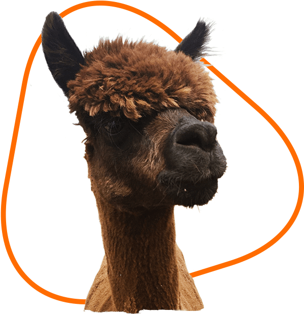 Alpaca Portraitwith Orange Halo PNG Image