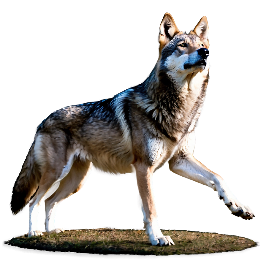 Alpha Wolf Stalking Prey Png 1 PNG Image