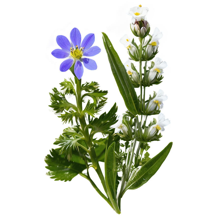 Alpine Wildflowers Panorama Png 48 PNG Image