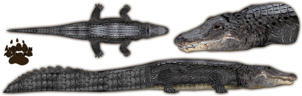 American Alligator Exhibit PNG Image