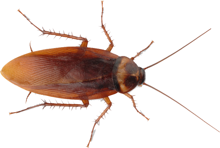 American Cockroach Top View PNG Image