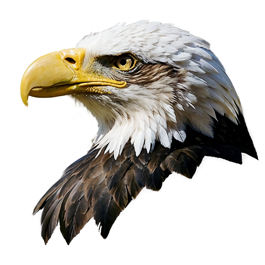 American Eagle D PNG Image