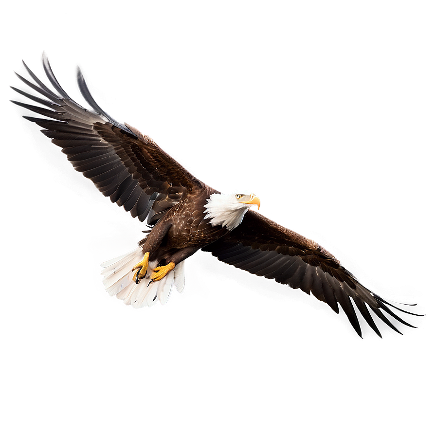 American Eagle In Action Png Ffy62 PNG Image